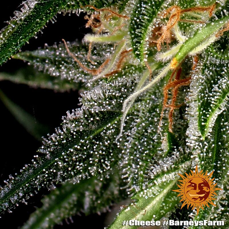 Cheese, Фасовка: 5, изображение 8